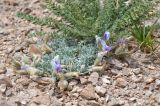 род Oxytropis