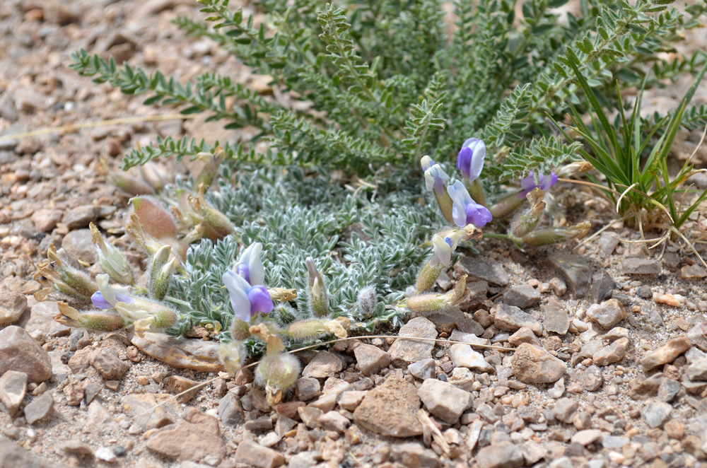 Изображение особи род Oxytropis.