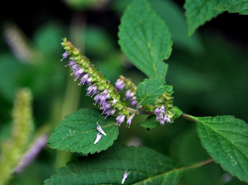 Image of Elsholtzia ciliata specimen.