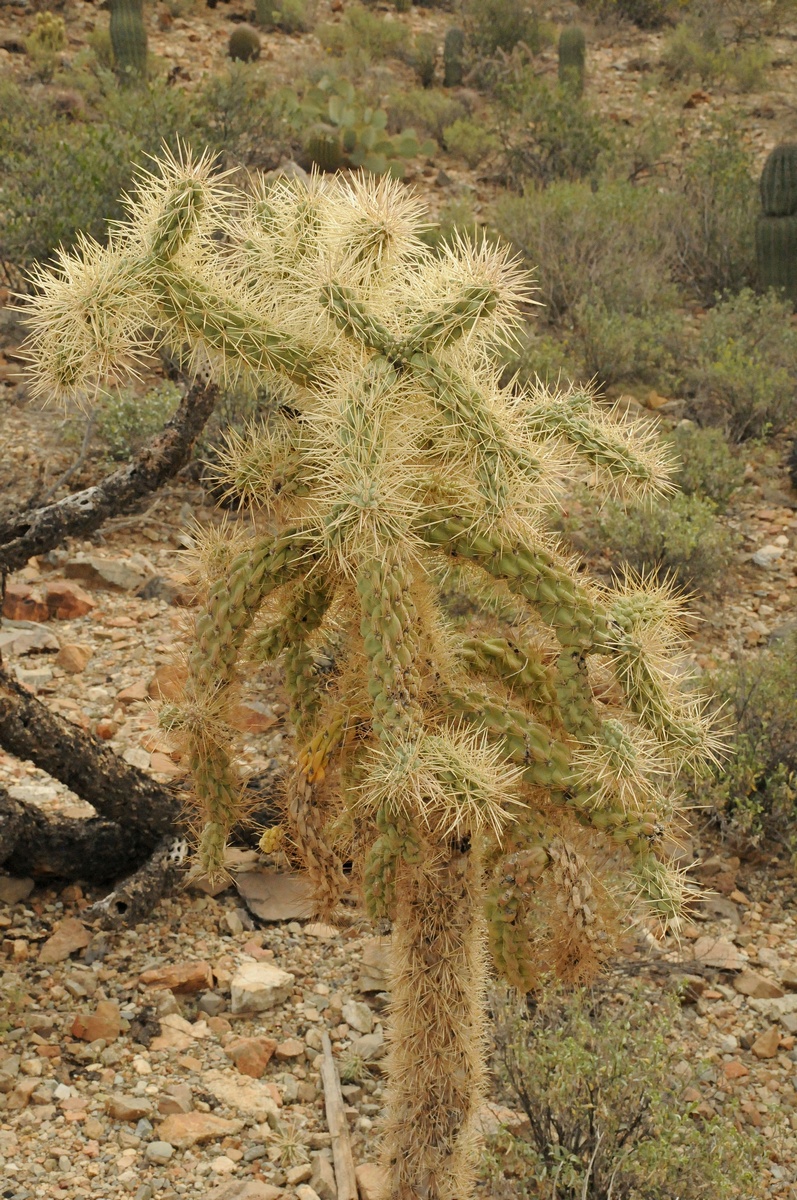 Изображение особи Cylindropuntia fulgida.