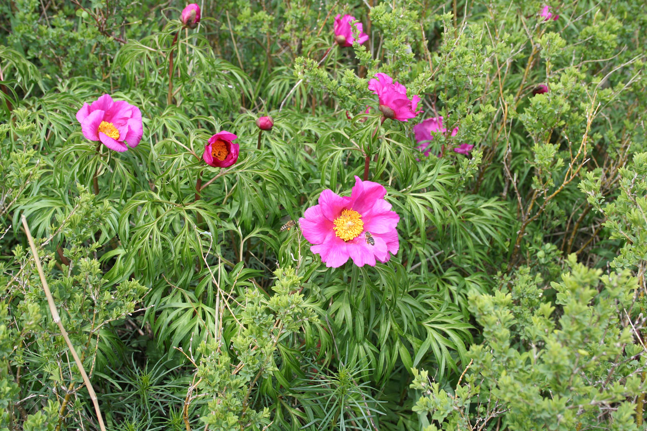 Image of Paeonia hybrida specimen.