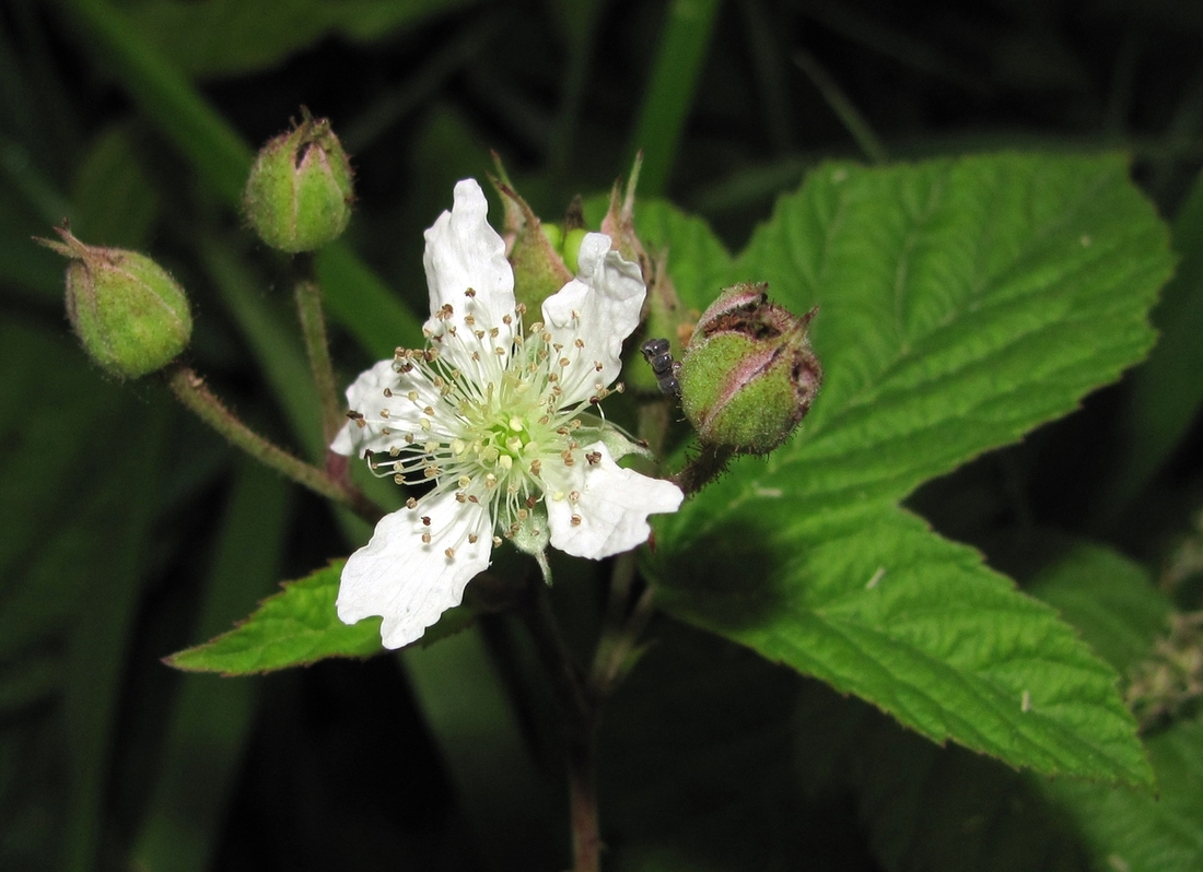 Изображение особи Rubus caesius.