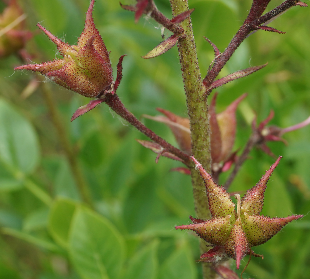 Изображение особи Dictamnus angustifolius.