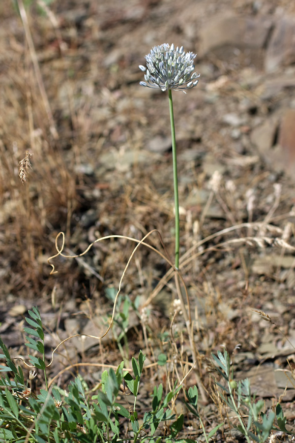 Изображение особи Allium caesium.