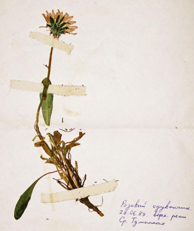 Image of Taraxacum korjakorum specimen.