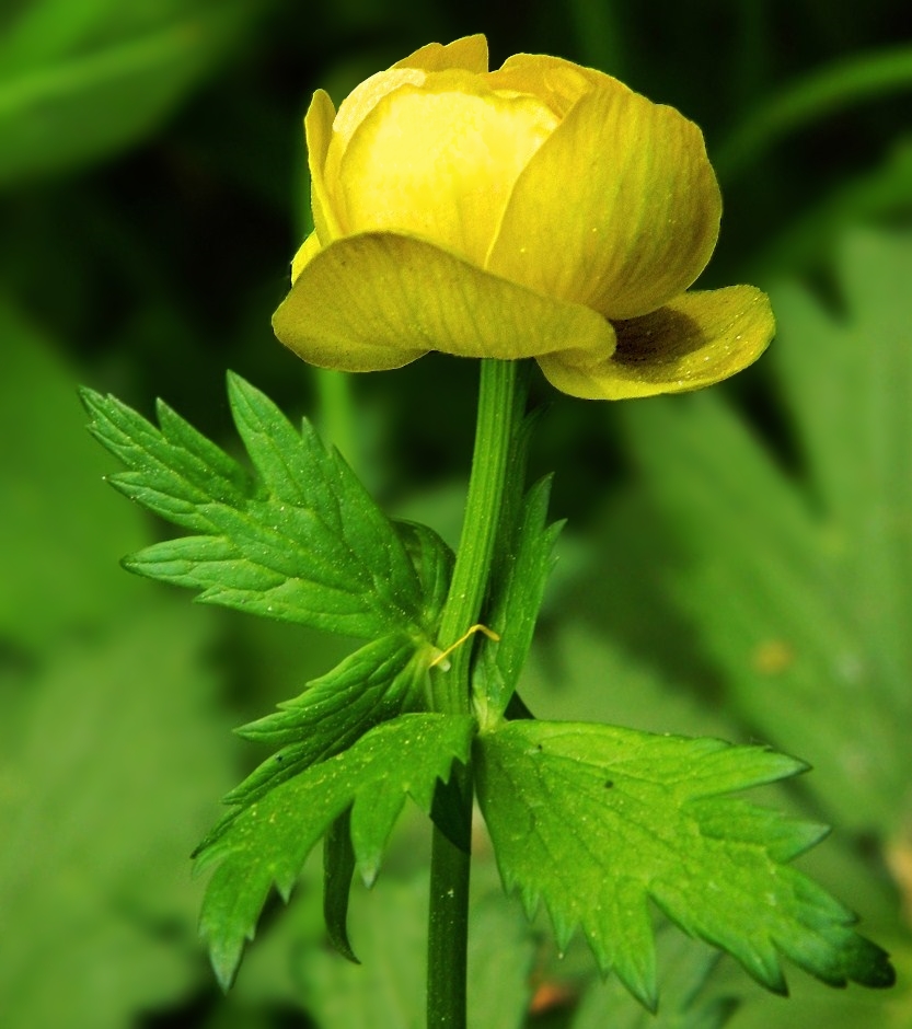 Image of Trollius europaeus specimen.