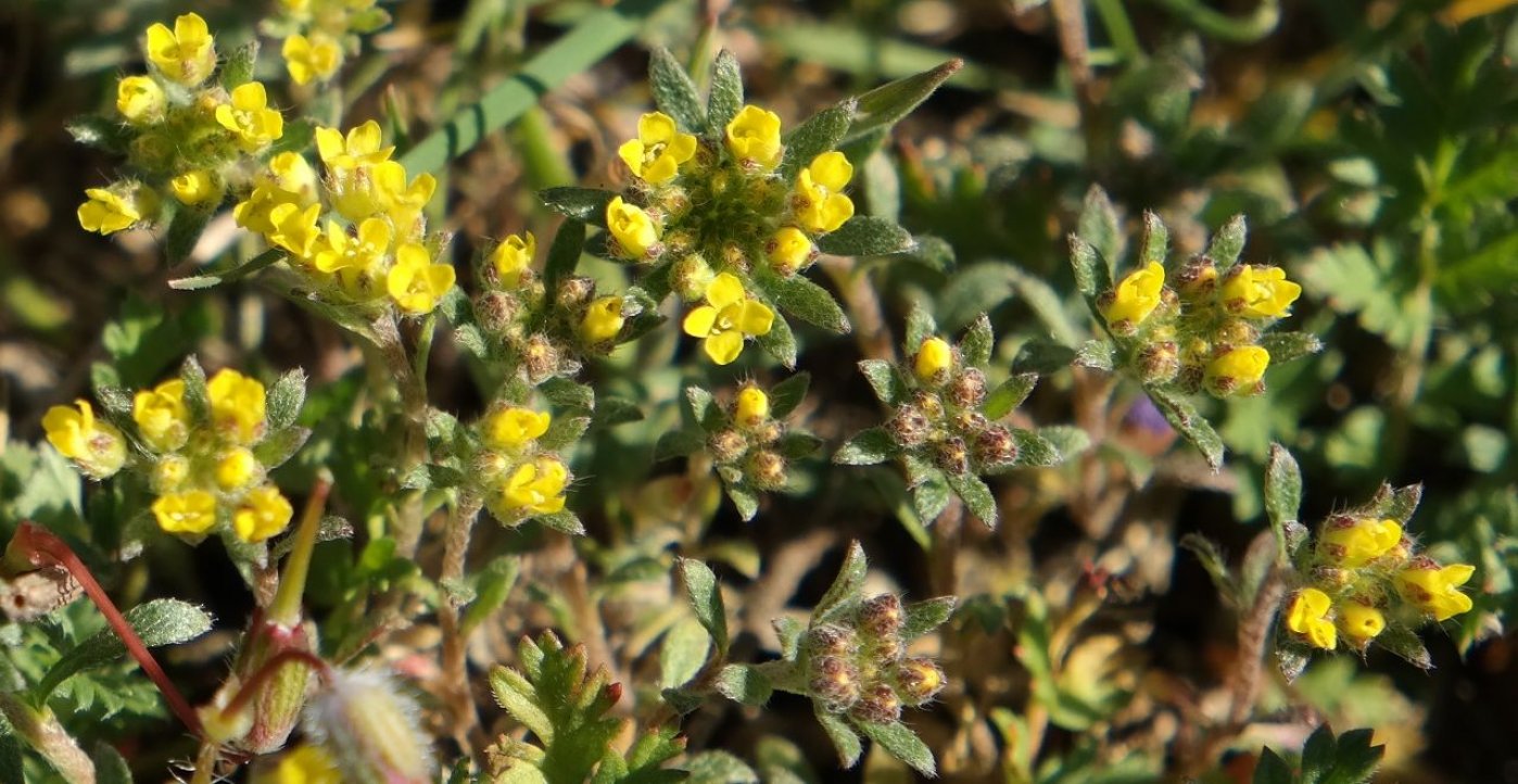 Изображение особи род Alyssum.