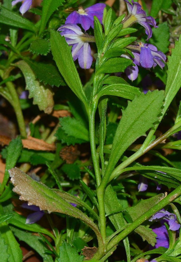 Изображение особи Scaevola humilis.