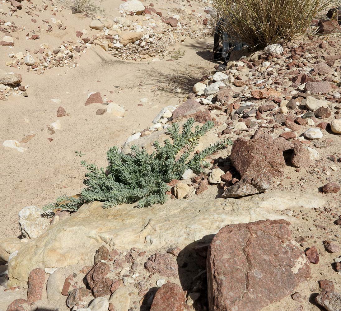 Image of Kickxia floribunda specimen.