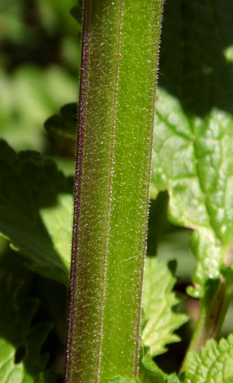 Изображение особи Scrophularia scopolii.