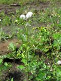 Senecio vulgaris