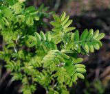 Caragana arborescens