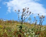 Echinops sphaerocephalus