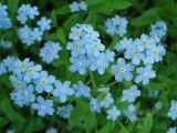 Myosotis sylvatica