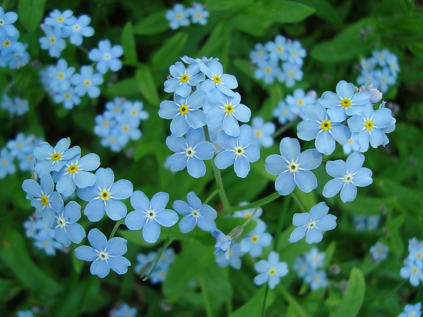 Image of Myosotis sylvatica specimen.