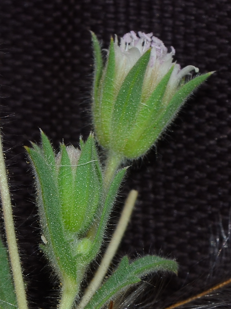 Изображение особи Pterocephalus plumosus.