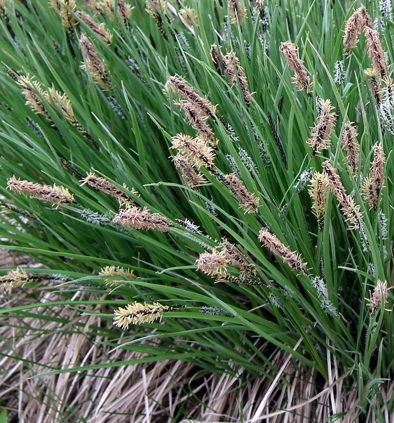 Изображение особи Carex cespitosa.