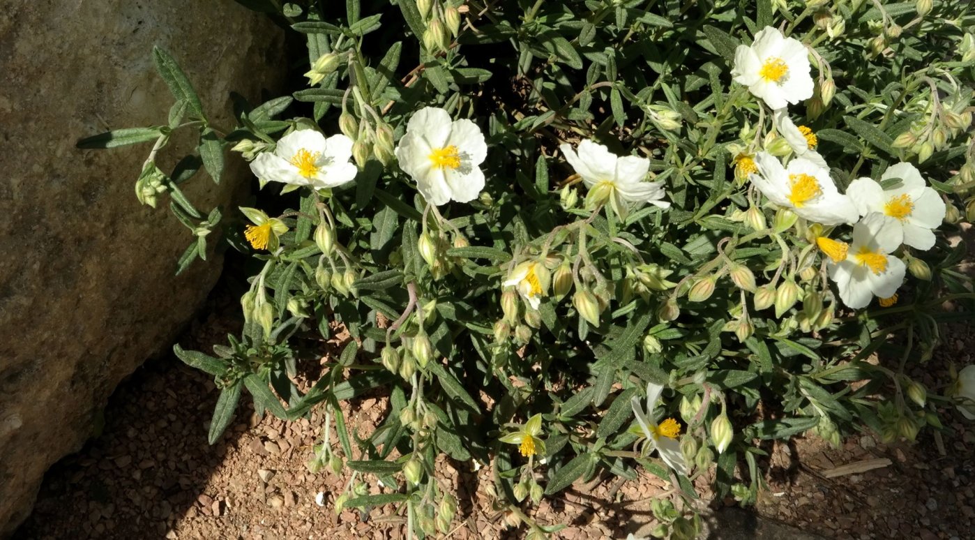 Изображение особи род Helianthemum.