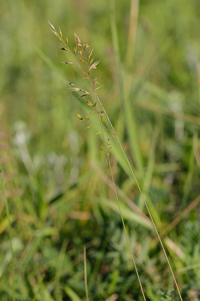 Изображение особи род Festuca.