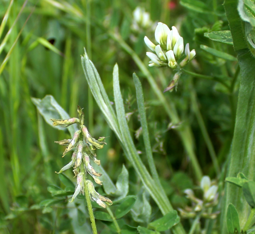 Image of Astragalus hamosus specimen.