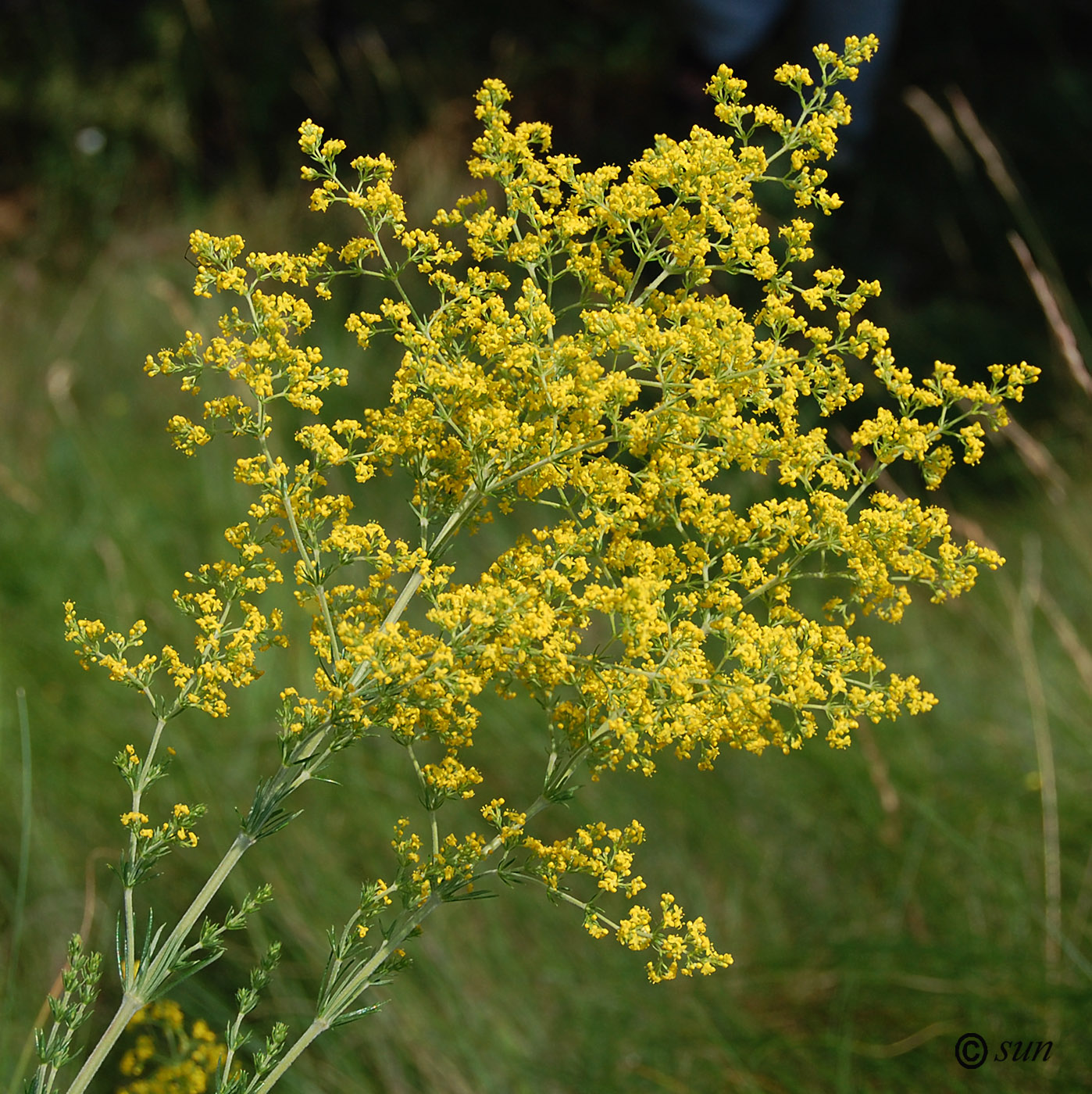 Изображение особи Galium verum.