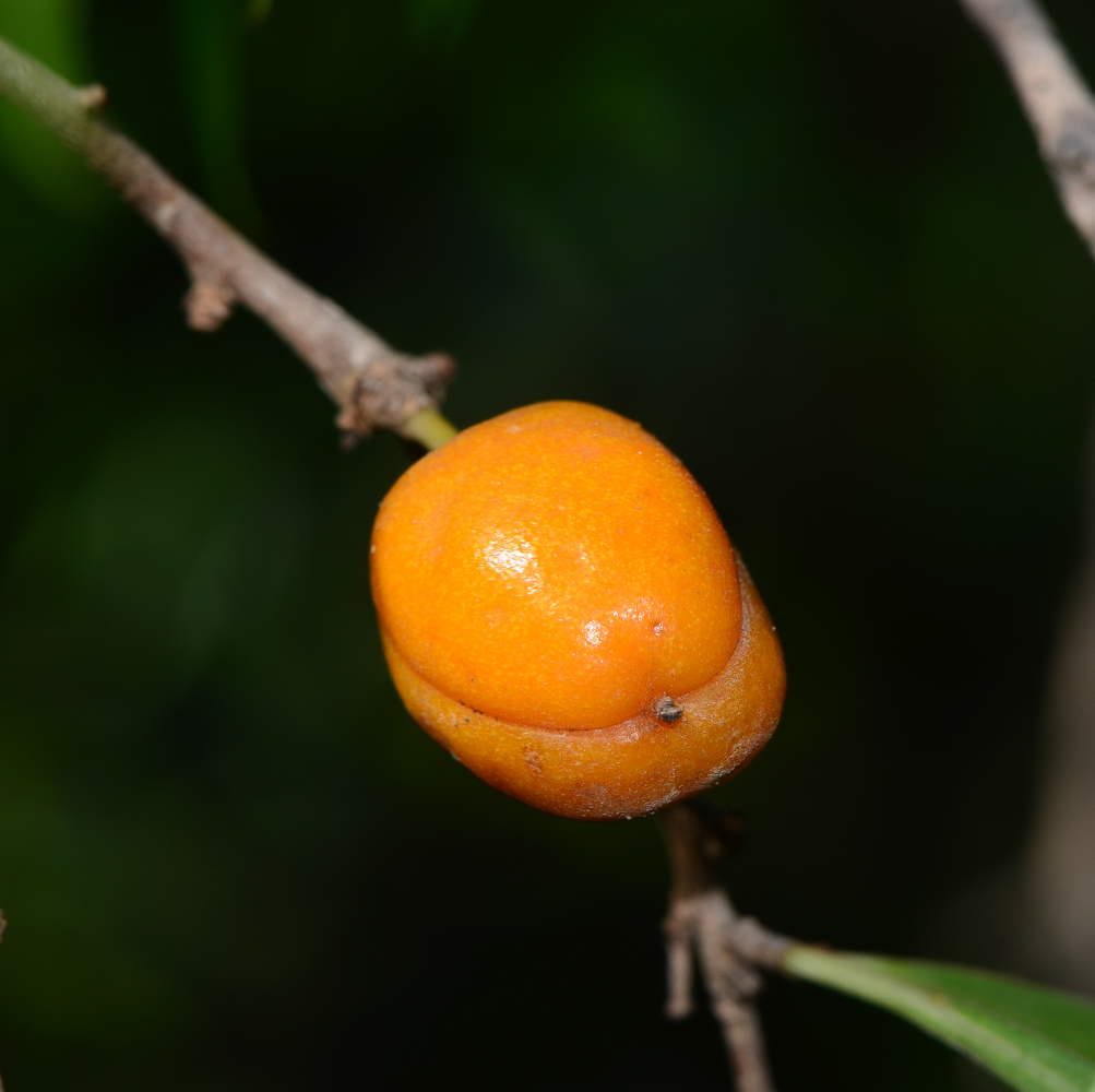 Image of Pittosporum phillyraeoides specimen.