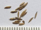 Image of taxon representative. Author is Сергей Банкетов