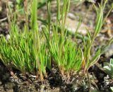Minuartia oreina