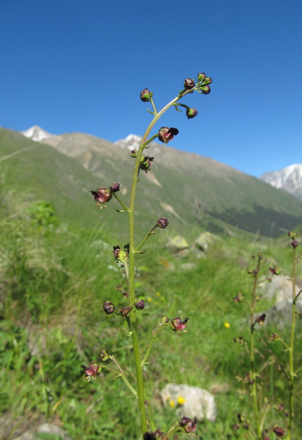 Изображение особи Scrophularia olympica.