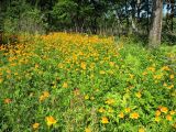 Trollius macropetalus