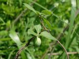 Codonopsis lanceolata