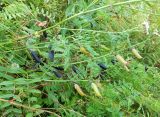 Vicia sepium. Ветви со зрелыми и созревающими бобами. Кольский п-ов, Восточный Мурман, Дальние Зеленцы, обрывистый берег бухты Оскара. 16.08.2016.
