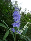 Vitex agnus-castus