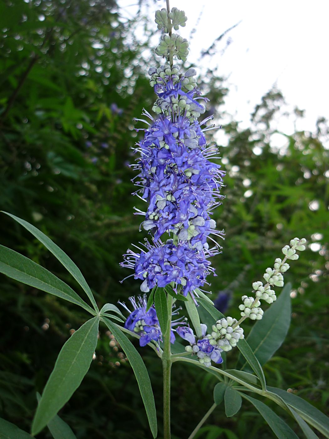 Изображение особи Vitex agnus-castus.