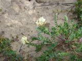 Oxytropis sordida