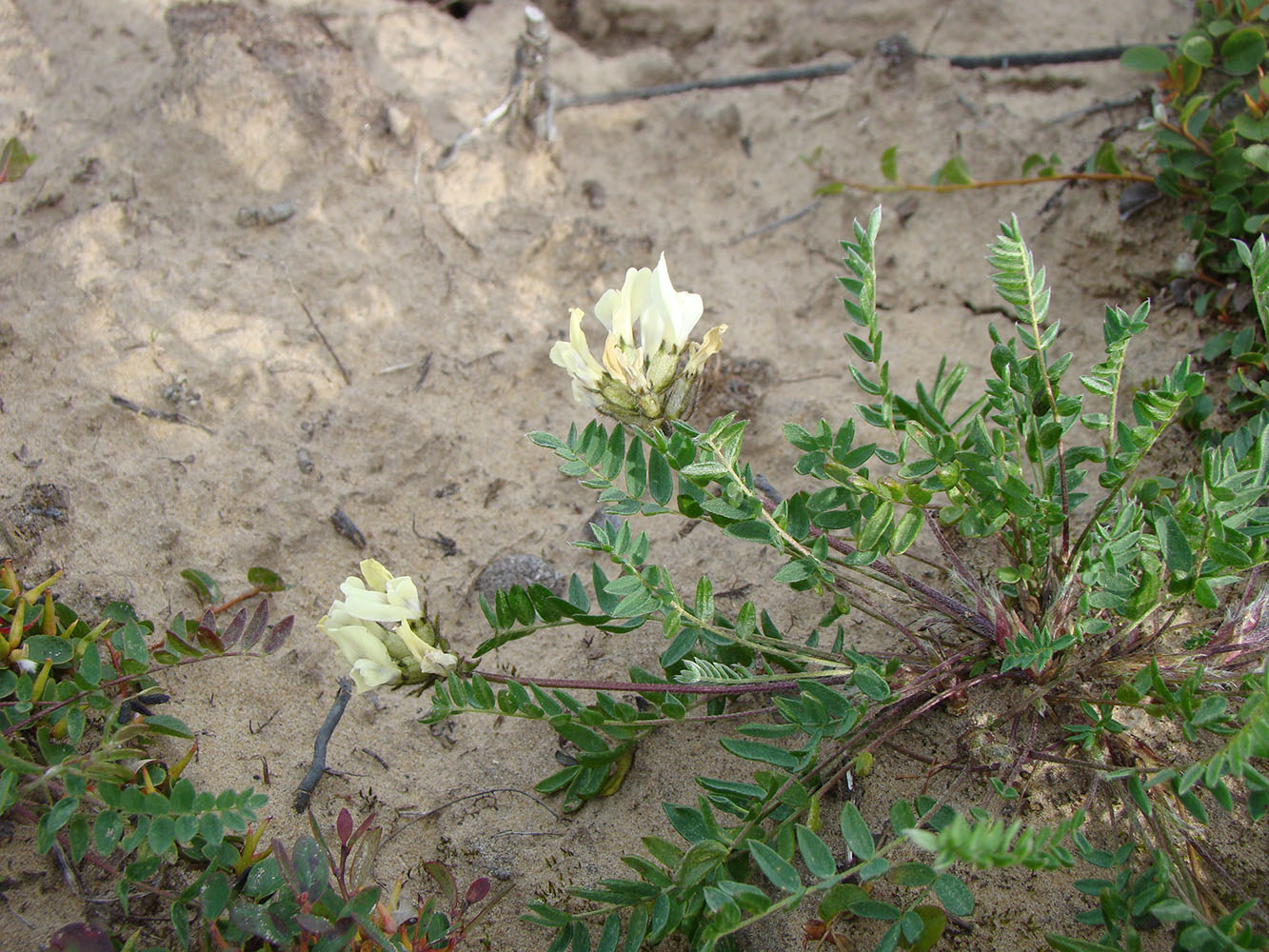 Изображение особи Oxytropis sordida.