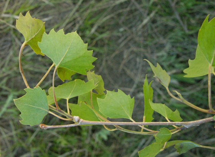 Image of Populus diversifolia specimen.