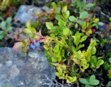 Vaccinium myrtillus. Верхушка плодоносящего растения. Исландия, национальный парк Ватнайокюдль (северная часть), долина Вестурдалур, каменистый склон. 05.08.2016.