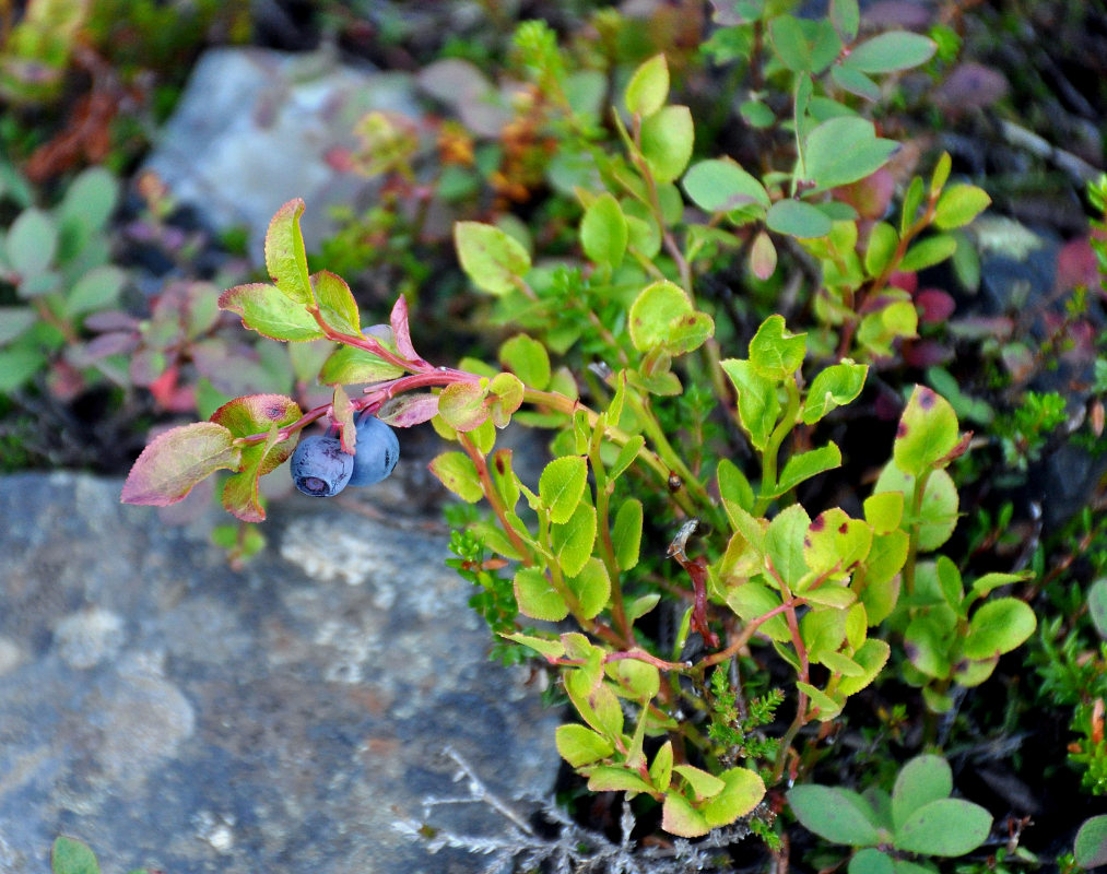 Изображение особи Vaccinium myrtillus.