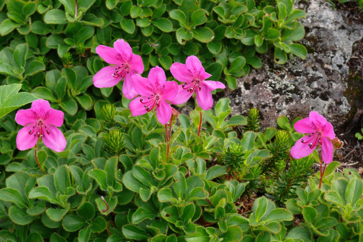 Image of Rhododendron camtschaticum specimen.