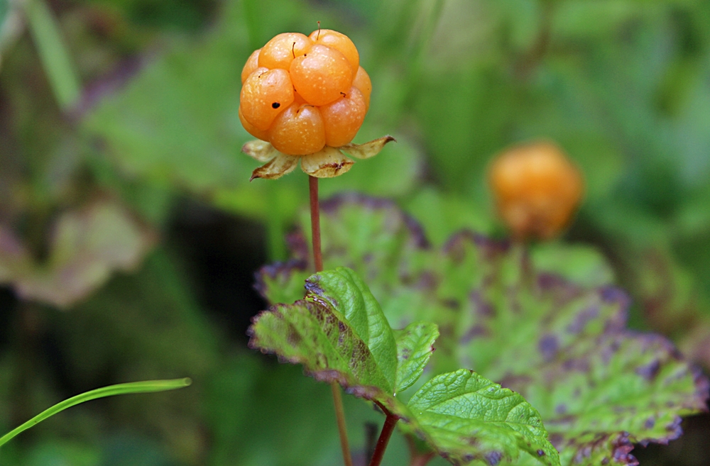 Изображение особи Rubus chamaemorus.