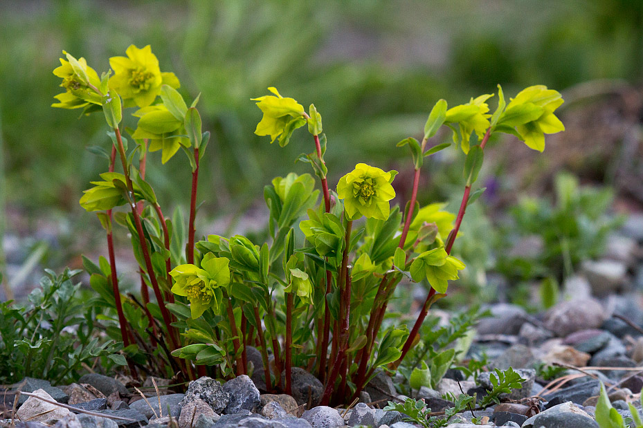 Изображение особи Euphorbia altaica.