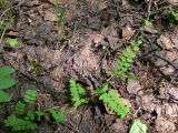 Vicia sylvatica. Вегетирующее растение. Свердловская обл., окр. г. Североуральск, елово-лиственнично-сосновый лес. 05.06.2016.