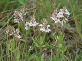 Veronica prostrata. Верхушки цветущих растений (с соцветиями бледно-лиловой окраски). Иркутская обл., Иркутский р-н, окр. пос. Боково, луг. 09.06.2016.