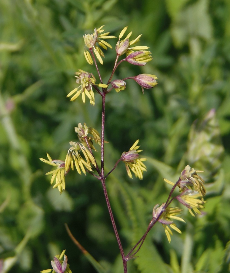 Image of Thalictrum minus specimen.