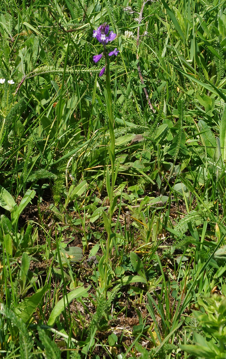 Image of Polygala comosa specimen.