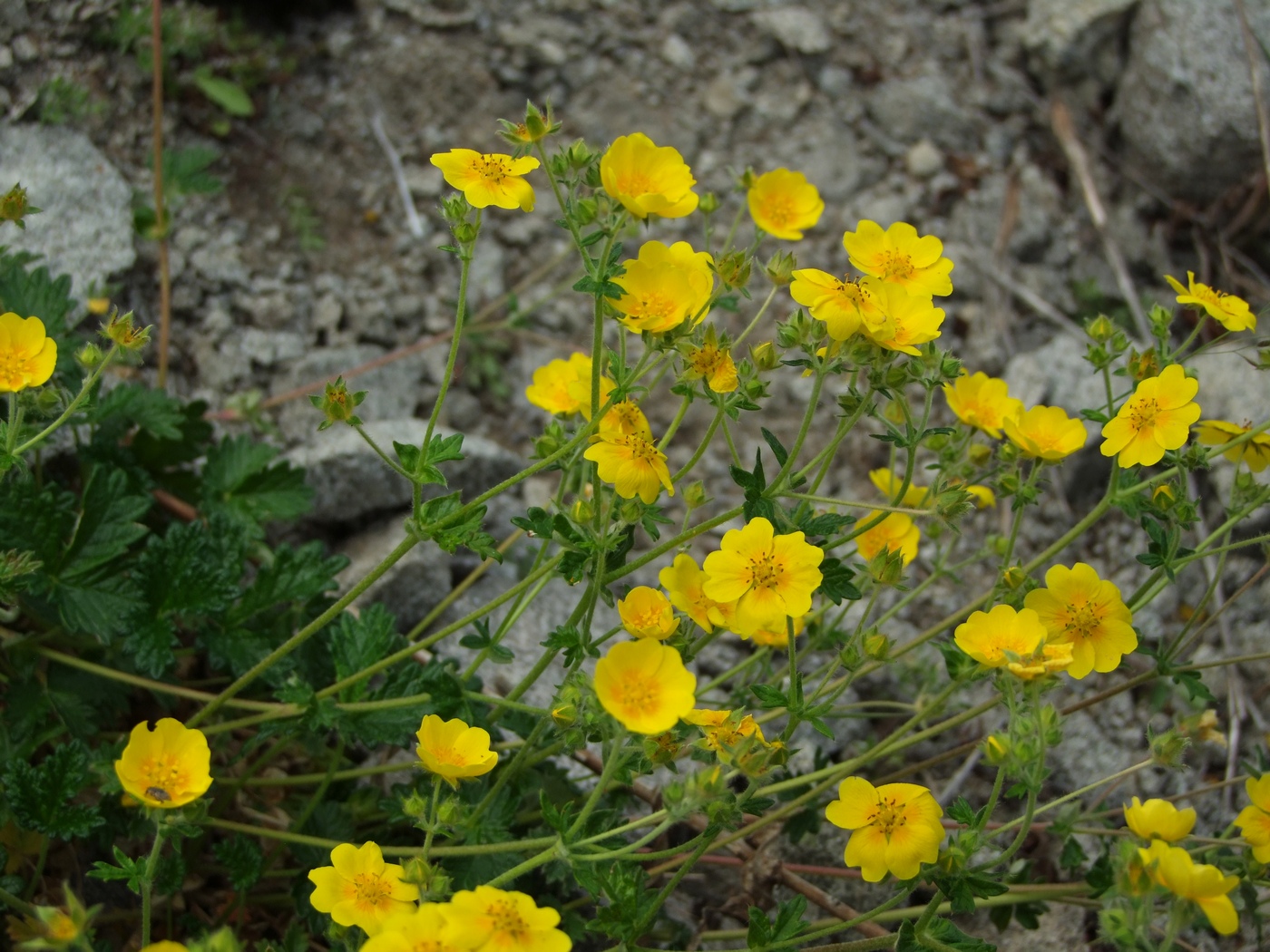 Image of Potentilla rupifraga specimen.