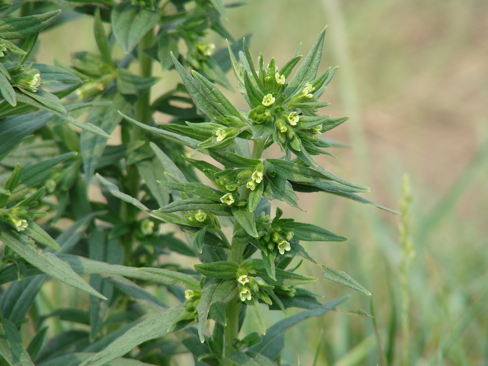 Изображение особи Lithospermum officinale.