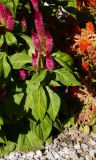 Celosia argentea. Цветущее растение. Восточный Казахстан, г. Усть-Каменогорск, парк Жастар, в культуре. 03.09.2016.