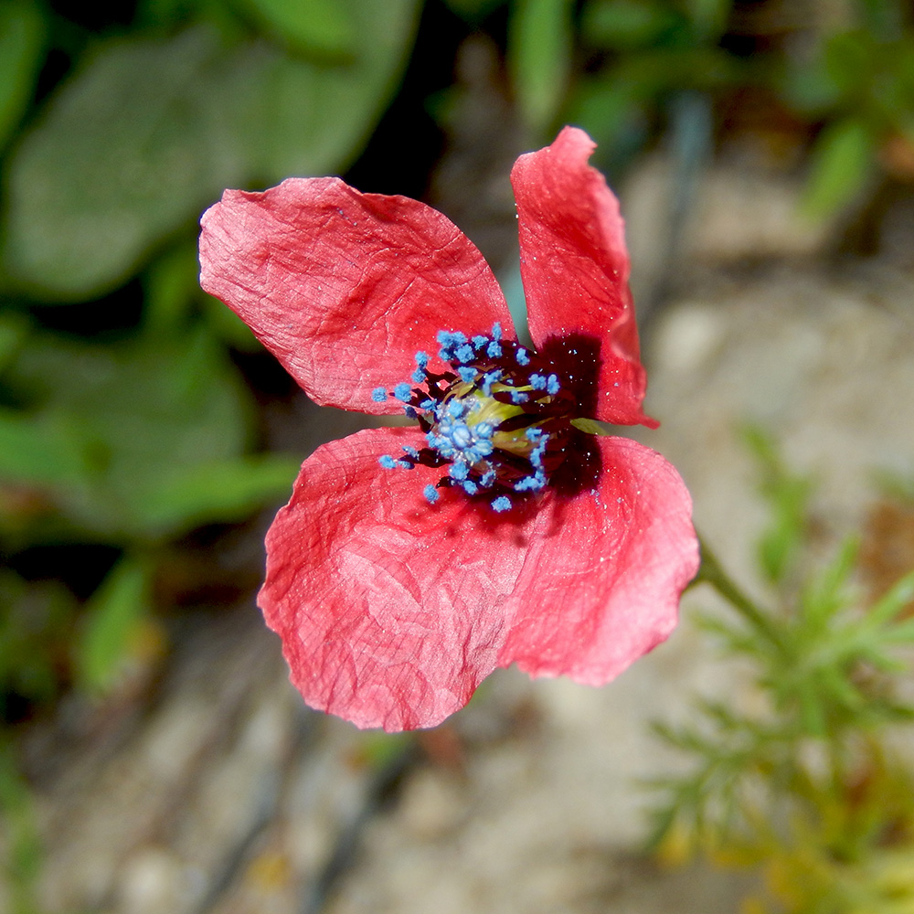 Image of Papaver hybridum specimen.